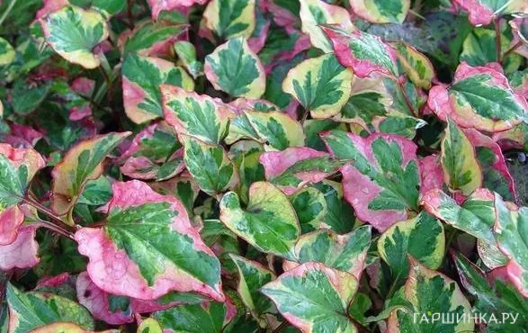 Хауттюйния сердцевидная Хамелеон