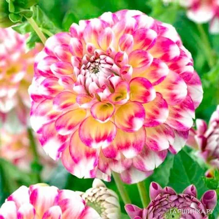 Георгина Гаваи шаровидная