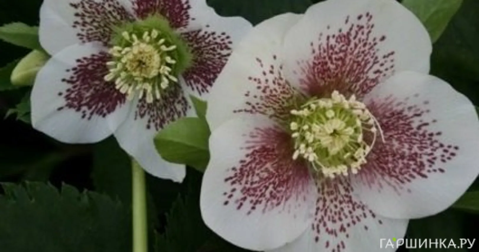 Морозник Боллен