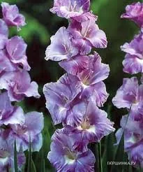 Гладиолус Хё Маджести 5 шт