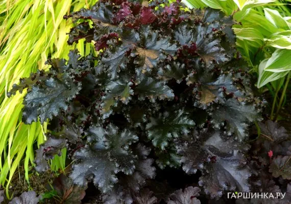 Гейхера Блэк Таффета