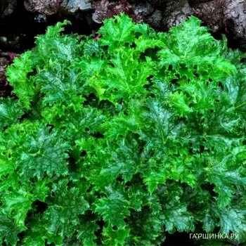 Гейхера Эпл Крисп