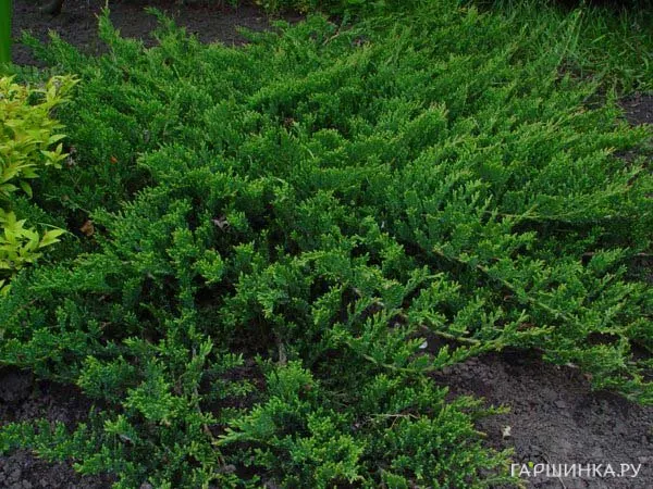 Можжевельник Принц Уэльский (Принс оф Уэльс) горизонтальный