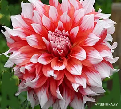 Георгина Холланд Фестиваль (МАКСИ) декоративная