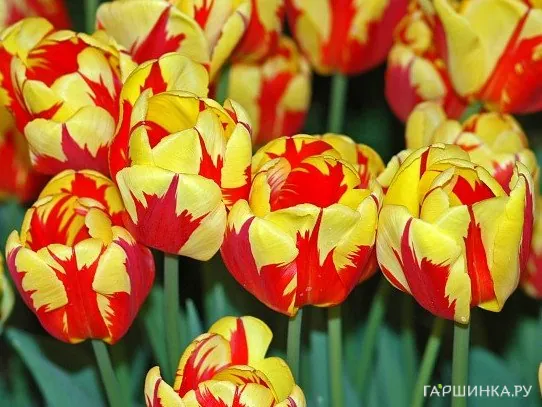 Тюльпан Холанд Квин Триумф 5шт