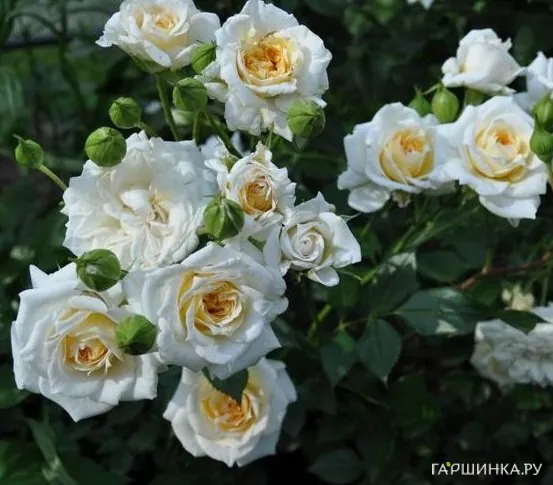 Роза Джейн миниатюрная, Imperial Rose