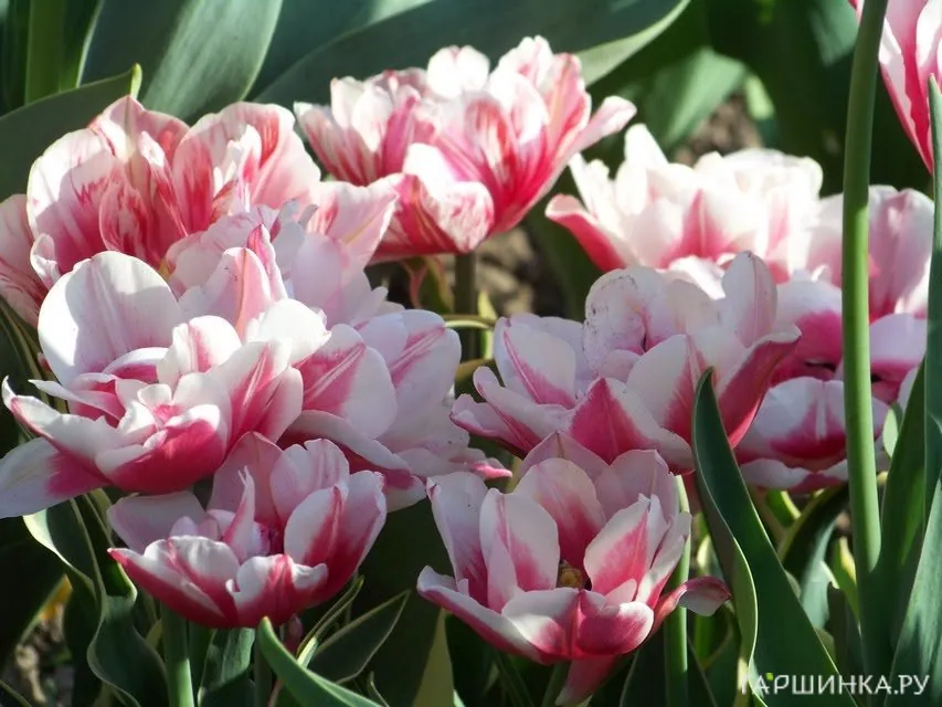 Тюльпан Горизонт (Хоризон) махровый 5шт