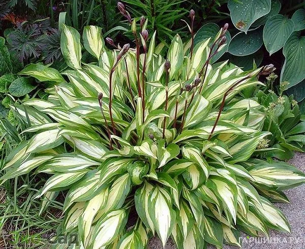 Хоста Черри Берри (SM)