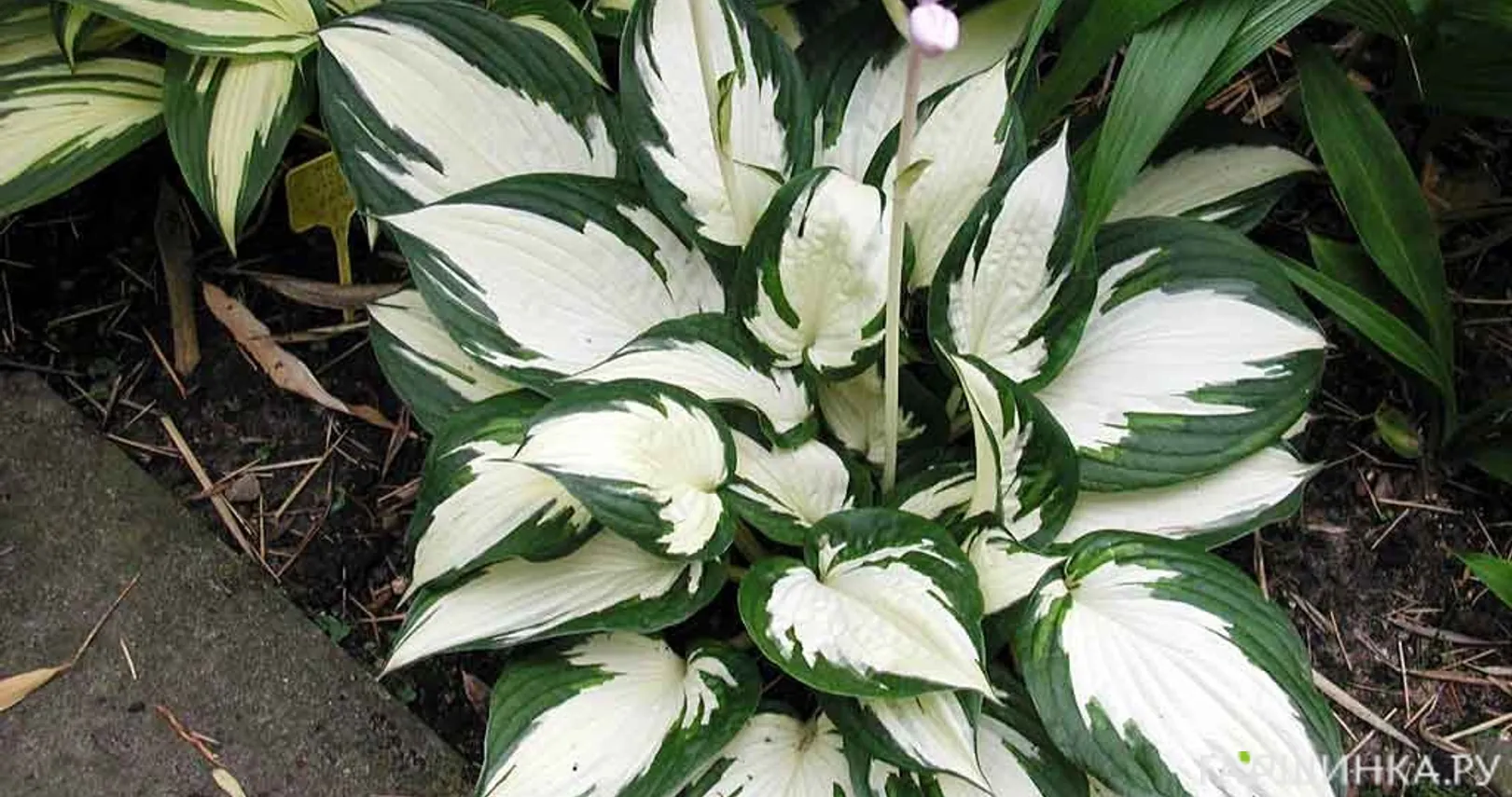 Хоста Файр анд Айс (S)