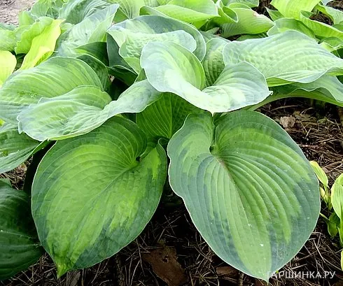 Хоста George Smith (L)