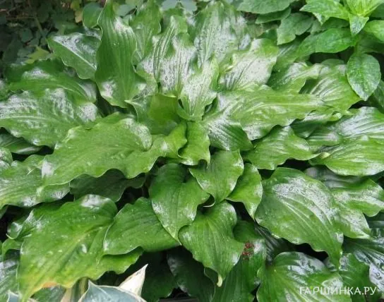 Хоста Гет Неккид волнистая (M)