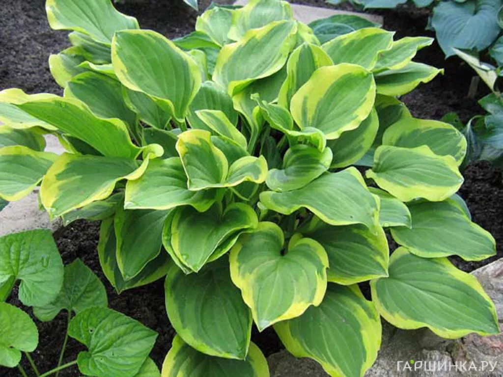 Хоста Голден Тиара (SM)
