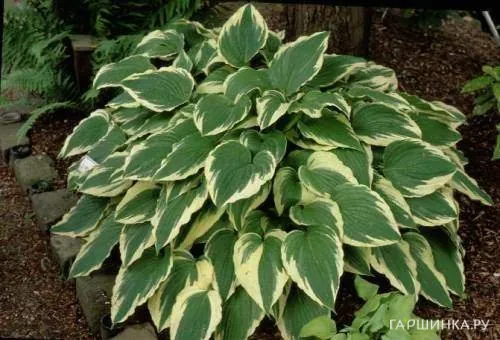 Хоста Моерхейм (M)