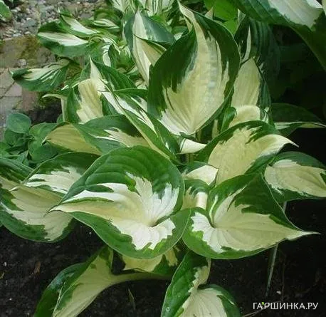 Хоста Паул Ревере (M)