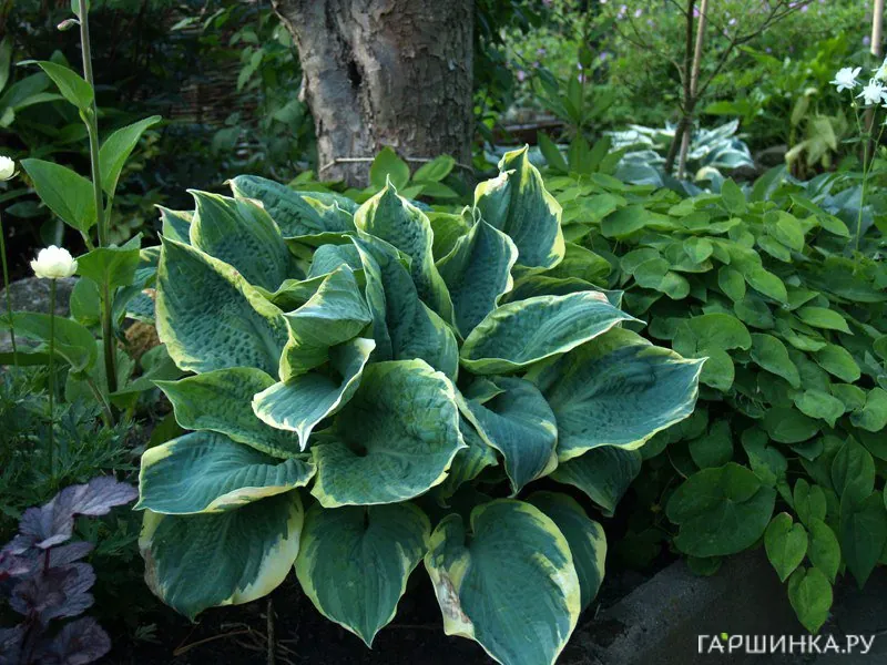 Хоста Пайзаз (SM)