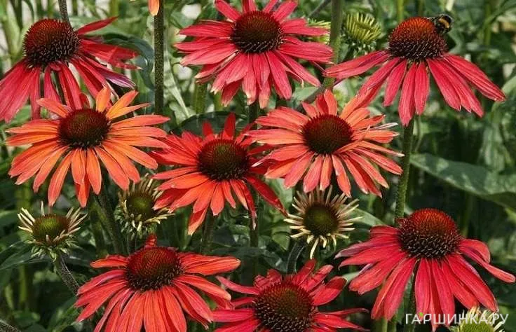 Эхинацея пурпурная Хот Саммер