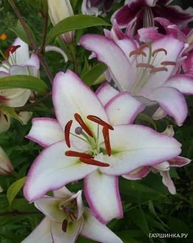 Лилия Хотлайн восточная/2шт