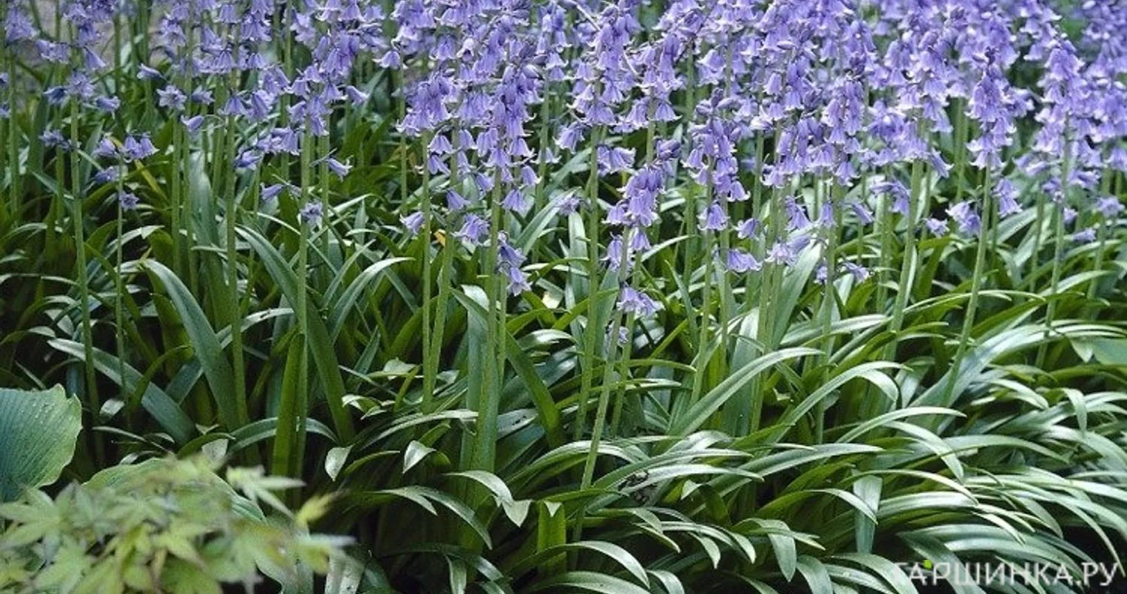 Гиацинтоидес Блю 8 шт