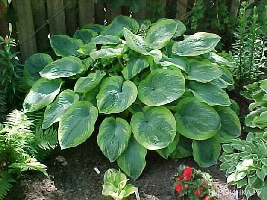 Хоста Олив Бэйли Лангдон (L)