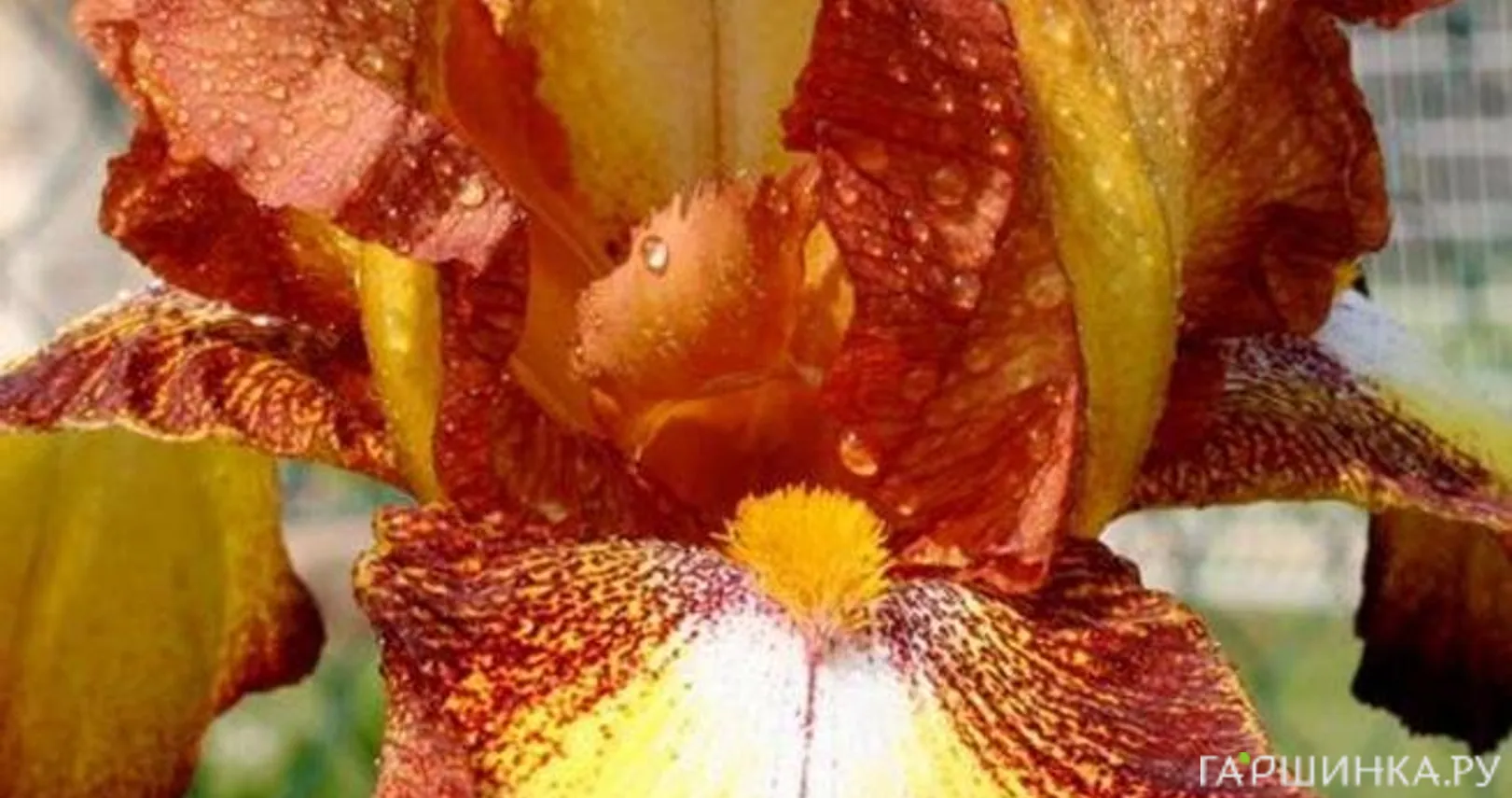 Ирис бородатый Спреклес