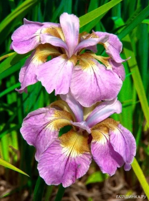 Ирис сибирский Рикуги Сакура