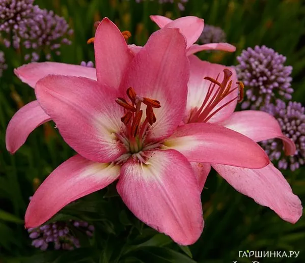 Лилия Айсберри азиатская /2шт