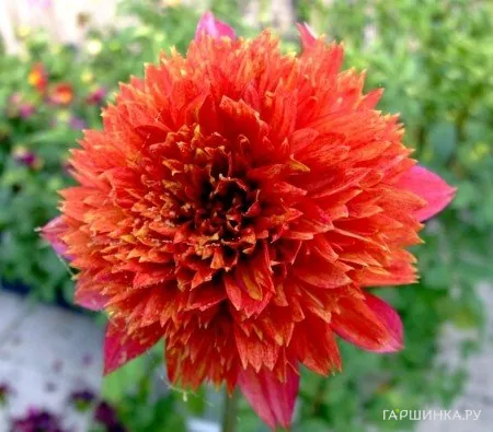 Георгина Джайв анемоновидная