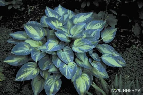 Хоста Джун (M)