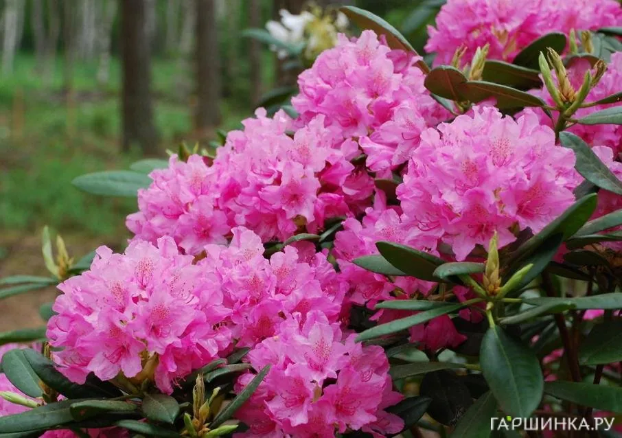 Рододендрон Гаага гибридный