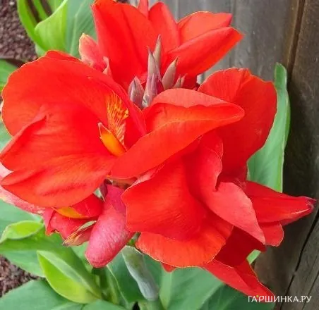 Канна Бриллиант