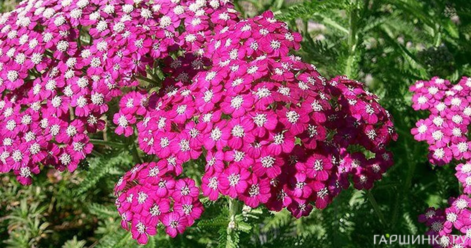 Тысячелистник Саммервайн