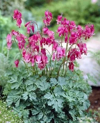 Дицентра Кинг оф Хартс