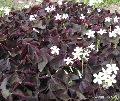 Оксалис (Кислица) Burgundy Gelb