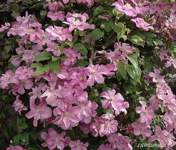 Клематис Комтесс де Бушо (Графиня Бушо) крупноцветковый (3)