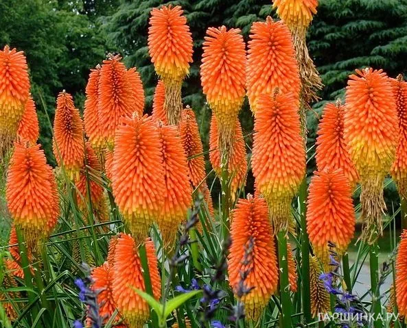 Книфоффия Фест Санрайз