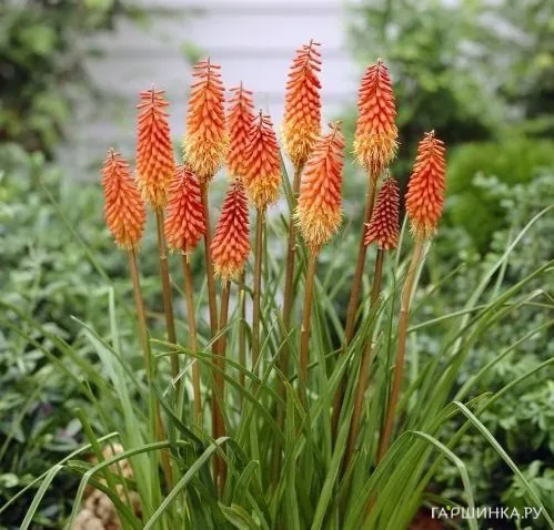 Книфофия Альказар