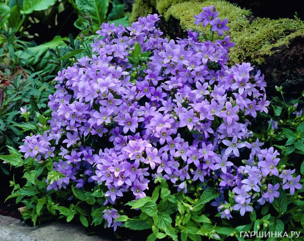 Колокольчик молочн. Border Blues