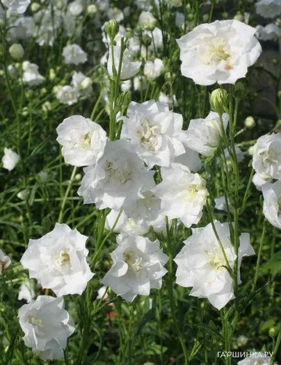 Колокольчик персиколистный Ля Бонн Ами