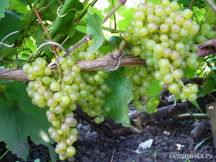 Виноград плодовый Коринка русская