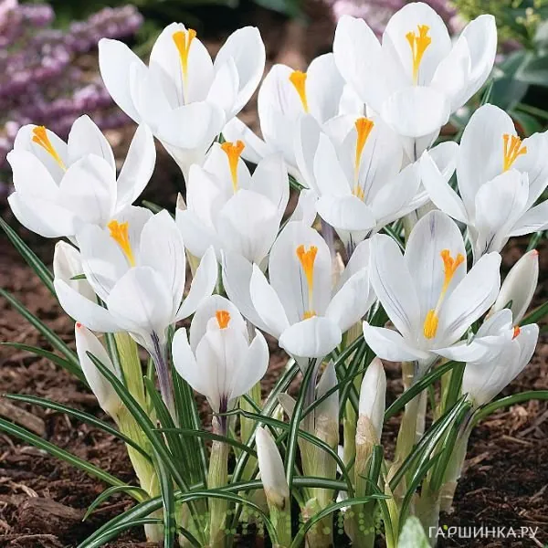 Крокус Жанна д'Арк 10 шт
