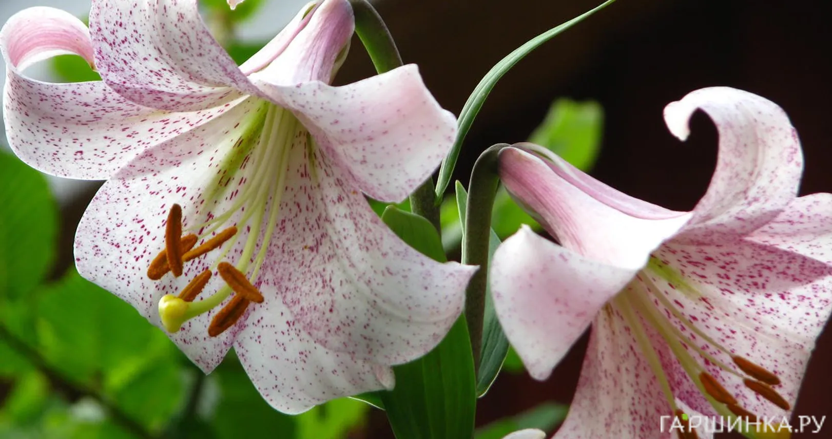 Лилия Ланкон лонгифлорум/ 2шт