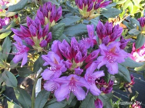 Рододендрон гибридный Лис Дарк Перпл