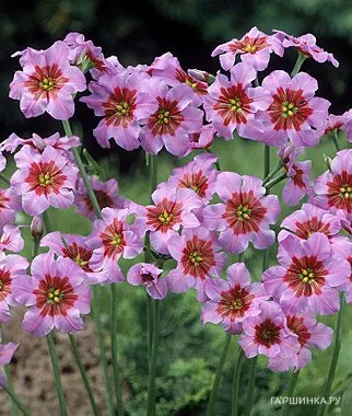 Левкокорина Andes 10шт