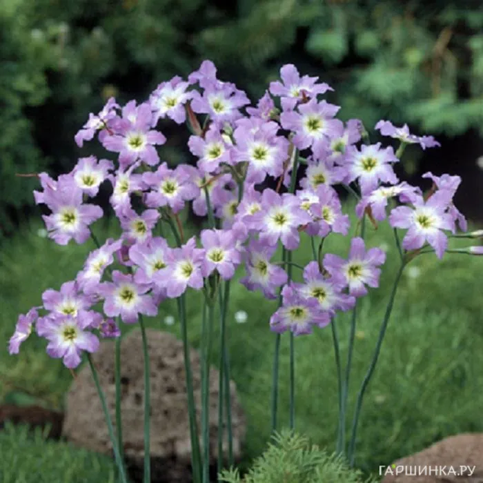 Левкокорина Dione 10шт