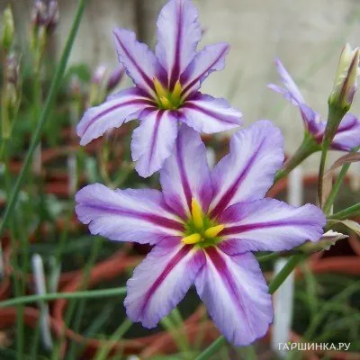 Левкокорина Spotlight 10шт