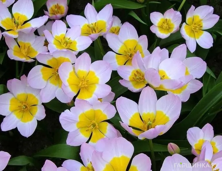 Тюльпан Лилак Вондер карликовый 15шт.