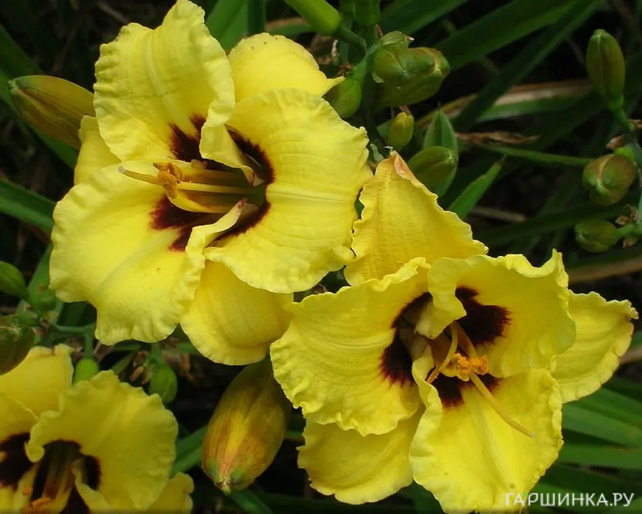 Лилейник Бамбл Би