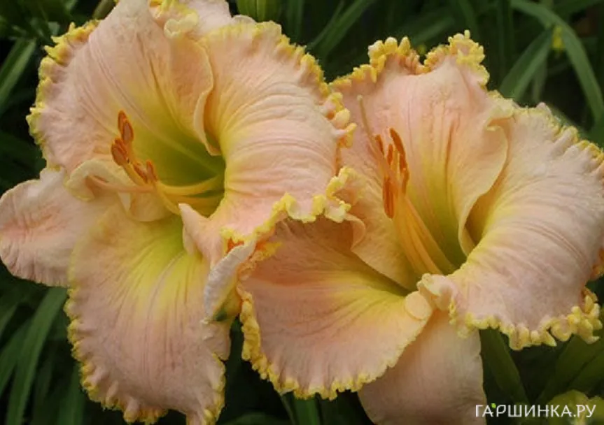 Лилейник Эд Браун