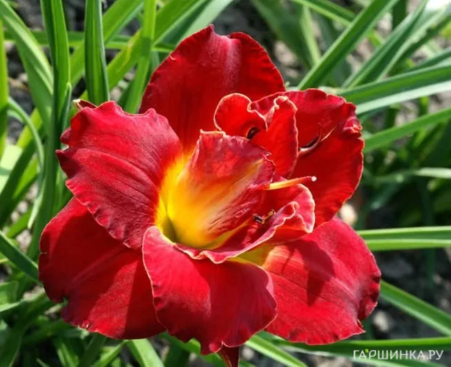 Лилейник Хайленд Лорд