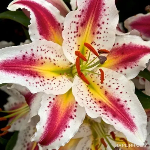 Лилия Плейтайм восточная /2шт